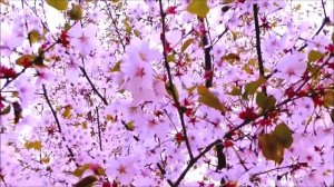 Весенняя природа/Май// Пробуждение.