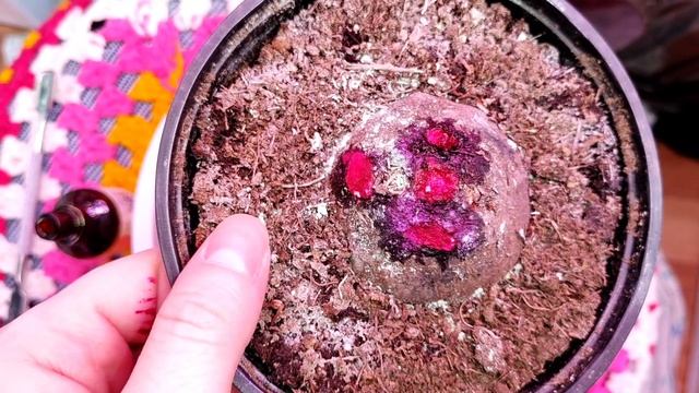 Цикламены.(Cyclamen) Как я удаляю рога у цикламена. смотреть онлайн