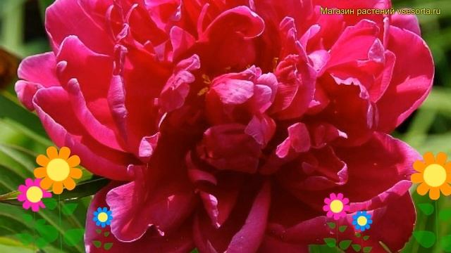Пион молочноцветковый Льюис ван Хутт. Краткий обзор, описание paeonia lactiflora Louis van Houtte смотреть онлайн