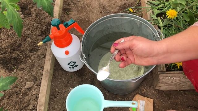 Зачем? Когда? И почему опрыскиваем томаты борной кислотой. смотреть онлайн