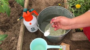 Зачем? Когда? И почему опрыскиваем томаты борной кислотой.