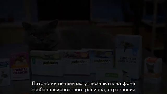 Простуда у кошек: может ли кот простыть или заразиться от человека смотреть онлайн