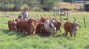 Америка  Латинская Америка  Хозяйство и внутренние различия