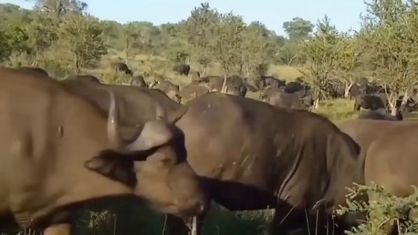 Мир животных большие кошки Львы