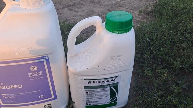 Азорро и Юниформ. Фитофтороз, Фузариоз