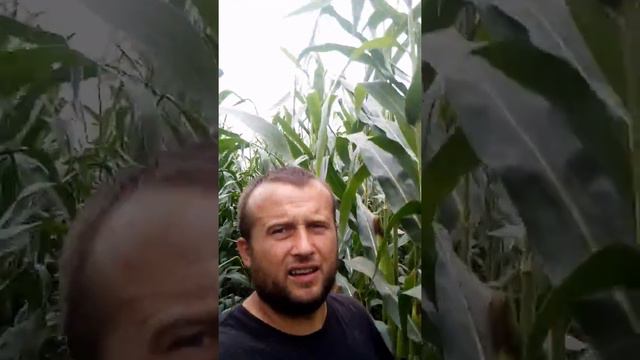 дкс 315 кукуруза смотреть онлайн