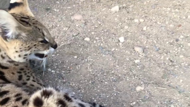 Взрослые Сервалы питомника SoulCats смотреть онлайн