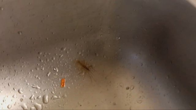 Загадка! Что это за насекомое? смотреть онлайн