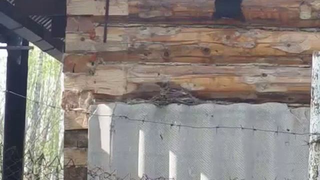 Дрозд сделал гнездо в беспокойном месте смотреть онлайн