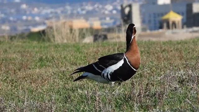 Краснозобая казарка в Севаcтополе смотреть онлайн