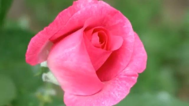 РОЗА - очищение от тяжёлых энергий смотреть онлайн