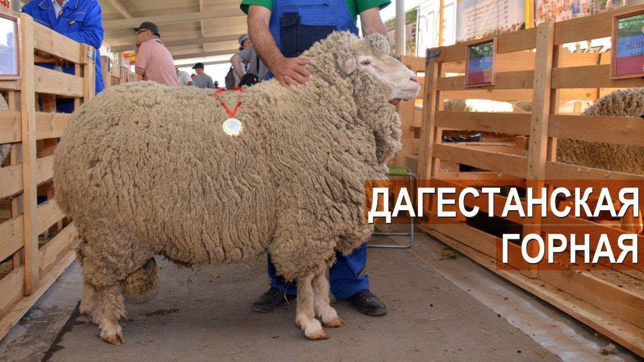 Дагестанская горная порода овец. Агрофирма "ЧОХ". XIX Всероссийская выставка племенных овец и коз смотреть онлайн