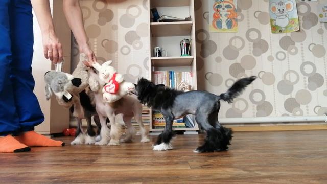 Available. http://www.ccpedigrees.se/pedigree.php?dog=144777&lang=en смотреть онлайн