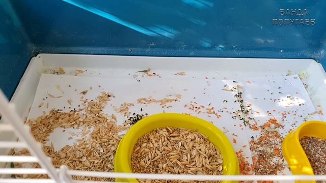 Волнистик и корелла || Room тур их клеток ?? смотреть онлайн