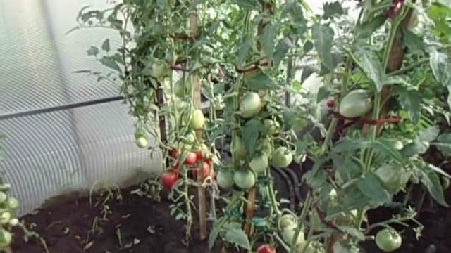 КАК ПОЛУЧИТЬ РАННИЙ УРОЖАЙ ТОМАТОВ? Ольга Чернова 3 июля 2017 года смотреть онлайн