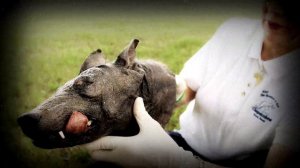 ЧУПАКАБРА - ЧУПАКАБРА