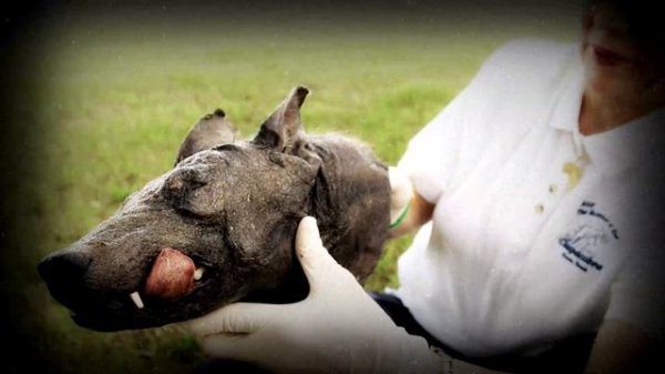 ЧУПАКАБРА - ЧУПАКАБРА