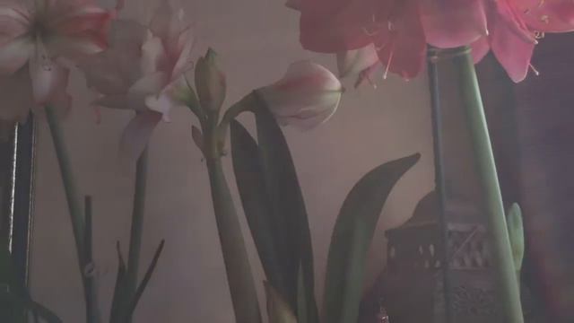 Spirits & Flowers смотреть онлайн