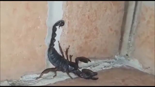 ЧЕРНЫЙ СКОРПИОН смотреть онлайн