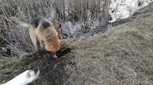 охота на выдру.