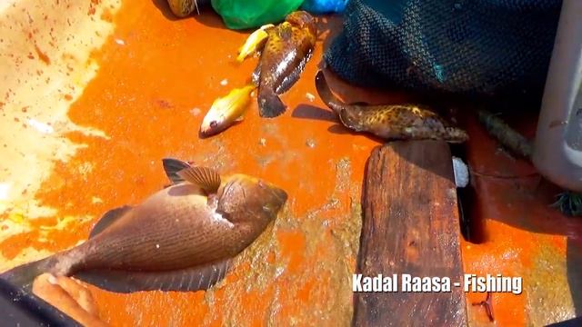 GROUPERS & SNAPPERS Offshore - FISHING EVER (Handline Fishing)