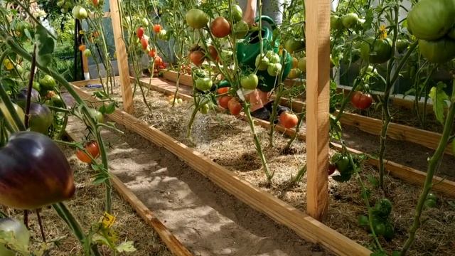 ОТ ФИТОФТОРЫ ПОЛИВАЮ 70 % УКСУСОМ /УРОЖАЙ ТОМАТОВ ЗАШКАЛИВАЕТ ! СУПЕР СПОСОБ ! смотреть онлайн