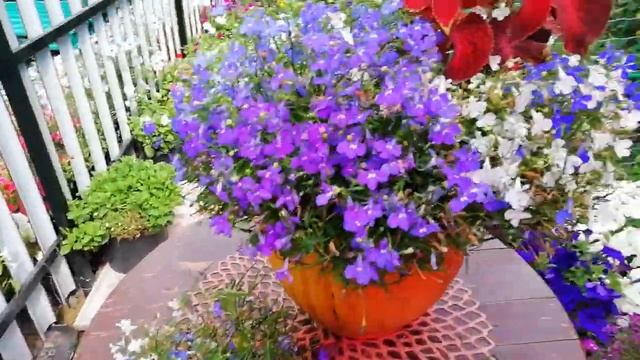 ОБНОВЛЯЮ ЛОБЕЛИЮ АМПЕЛЬНУЮ ДЛЯ НОВОЙ ВОЛНЫ ЦВЕТЕНИЯ. ДЕЛАЮ КОРРЕКТИРУЮЩУЮ СТРИЖКУ. смотреть онлайн