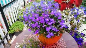 ОБНОВЛЯЮ ЛОБЕЛИЮ АМПЕЛЬНУЮ ДЛЯ НОВОЙ ВОЛНЫ ЦВЕТЕНИЯ. ДЕЛАЮ КОРРЕКТИРУЮЩУЮ СТРИЖКУ.