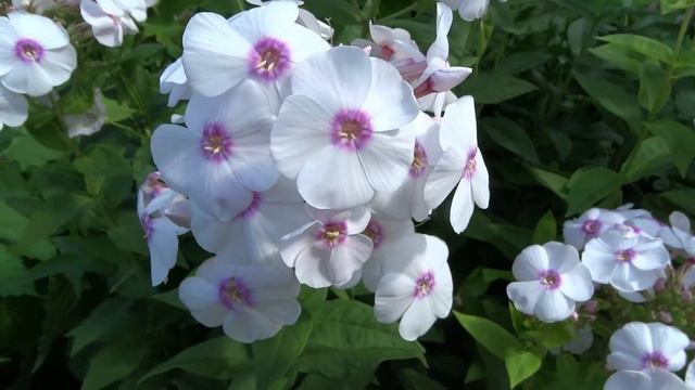 Флокс ЕВРОПА - обзор, описание, цветение, отзыв смотреть онлайн