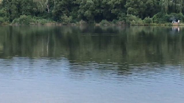 ЛЕТНЯЯ РЫБАЛКА НА КАРПА! ЖАРИМ ШАШЛЫК,НО КРЫС ВСЁ СЪЕЛ!! смотреть онлайн