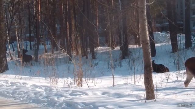 Городские лоси Заречного мирно пасутся за ТЦ "Глобус" 20/02/2021, а люди проходят мимо - спокойно смотреть онлайн