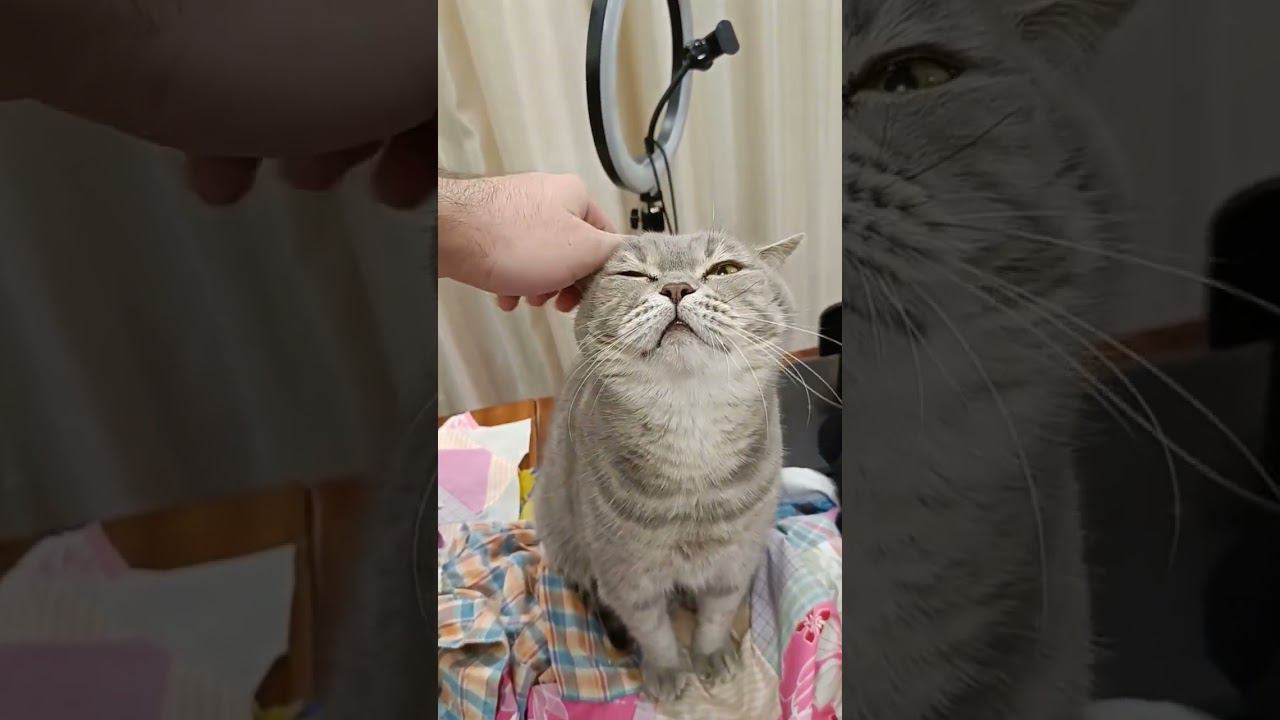 тряпичная рысь #cat смотреть онлайн