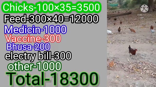 100 Sonali Murgi Palañ/How To Start Desi Murgi Plan//Profit-???? //Golden Farming Odisha смотреть онлайн