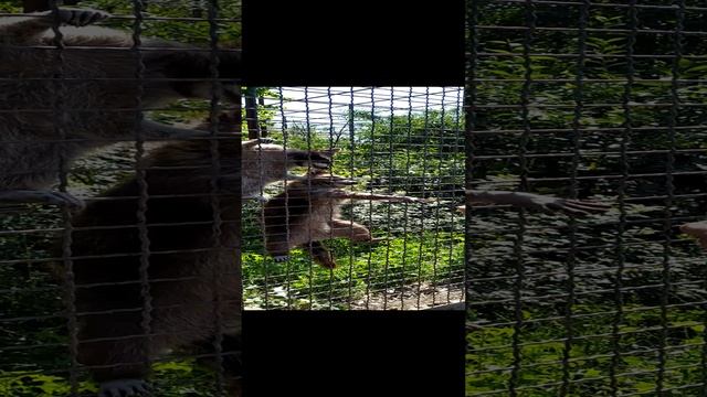 ЕНОТЫ- ЭТО ЧУДО смотреть онлайн