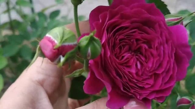 Сорт розы Purple eden (Ebb Tide) смотреть онлайн