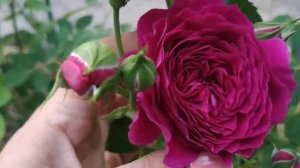 Сорт розы Purple eden (Ebb Tide)