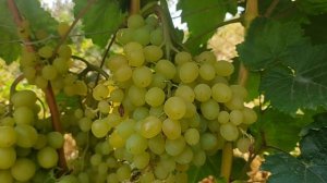 Виноград Миланка 2023. Сравнение ягод с двух участков.