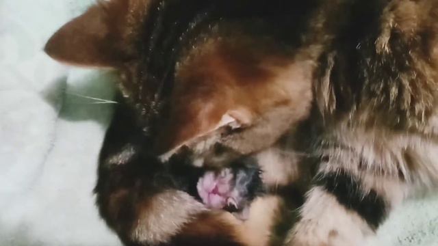 Котенок в маминых объятьях. 14.04.21 в 8:30 наша Мышка стала мамой. Позже покажу роды кошки. смотреть онлайн