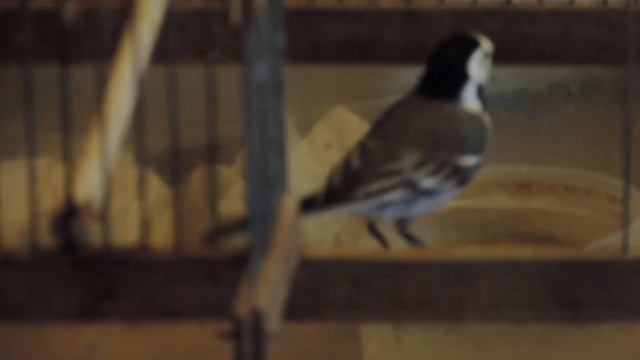 Белая трясогузка-Motacilla alba-White Wagtail смотреть онлайн