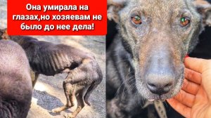 Как мы спасали собаку - скелета Кто же откликнулся её взять?