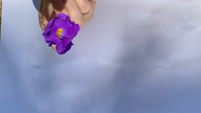 How to Attract a Proper Pollinator смотреть онлайн