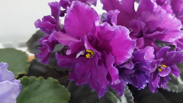 Фиалки узамбарские. Моя коллекция ,пополнение .https://t.me/fialki_svetlanka смотреть онлайн