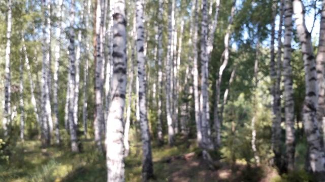 #прогулкавлесу Грибная охота ...в гостях хорошо,но дома лучше!!! смотреть онлайн