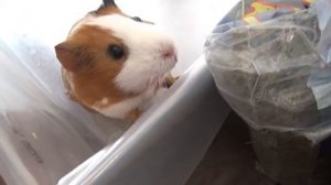 УБОРКА КЛЕТКИ у МОРСКИХ СВИНОК / УБОРКА КЛЕТКИ / ЧИЩУ КЛЕТКУ / УБОРКА ВОЛЬЕРА / МОРСКИЕ СВИНКИ