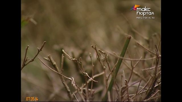 В Сочи орудует самшитовая огневка смотреть онлайн