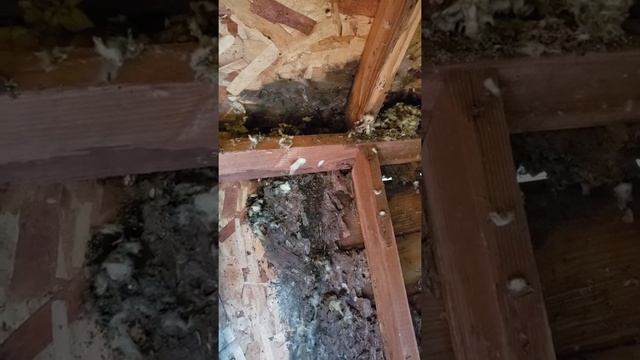 Garbage insulation and osb, particle board. смотреть онлайн