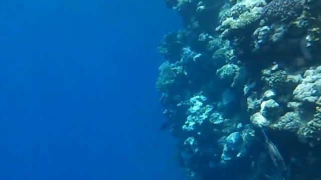 Красное море штиль. Марина под водой смотреть онлайн