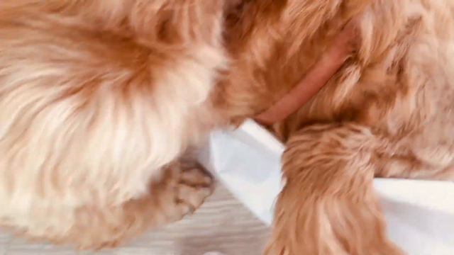 Не все получается.#кокерляля #dog #собакадругчеловека смотреть онлайн