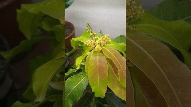 Манго сорт nam doc may, цветет. смотреть онлайн