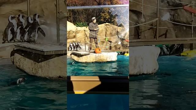 Пингвины в парке Эверленд, г.Сеул смотреть онлайн